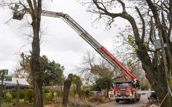 San Fernando controló el estado de árboles antiguos en Punta Chica