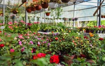 Por primera vez en la historia la Fiesta Nacional de la Flor será bajo modalidad virtual