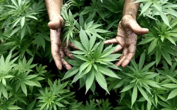 Tigre regulará el uso y cultivo del cannabis con fines medicinales para evitar la estigmatización