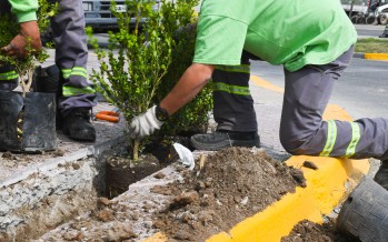 San Fernando plantó nuevos arbustos en las principales avenidas de la ciudad