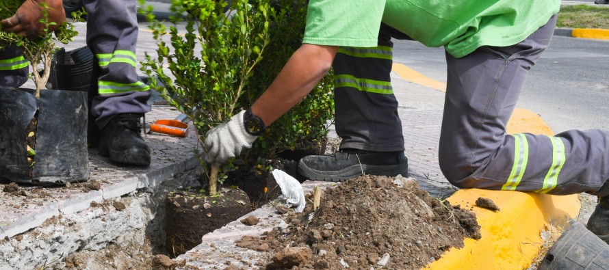 San Fernando plantó nuevos arbustos en las principales avenidas de la ciudad