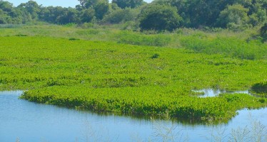 Día de los Humedales: “El Delta del Paraná perdió más del 40% del humedal por la transformación de uso del suelo»