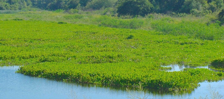 Día de los Humedales: “El Delta del Paraná perdió más del 40% del humedal por la transformación de uso del suelo»
