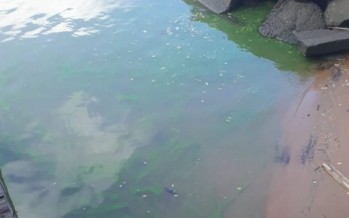 La presencia de algas tiñeron el río Luján