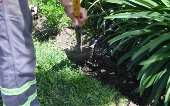 Tareas de mantenimiento y renovación de espacios públicos en San Fernando