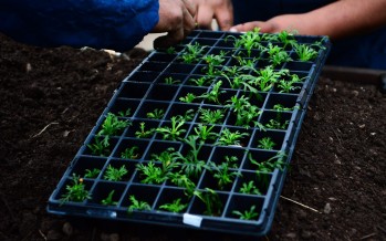 Comenzaron los cursos de capacitación sobre huerta agroecológica en Escobar
