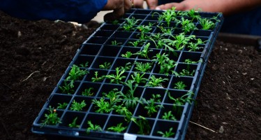 Comenzaron los cursos de capacitación sobre huerta agroecológica en Escobar
