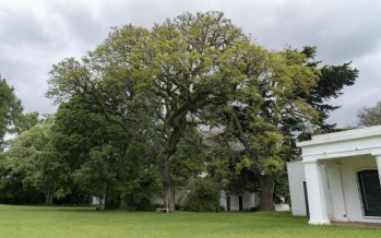 Reparten retoños del histórico algarrobo del Museo Pueyrredón de San Isidro