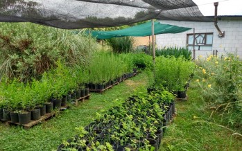 Plantaron más de 100 plantas nativas en la Reserva Educativa de Ingeniero Maschwitz