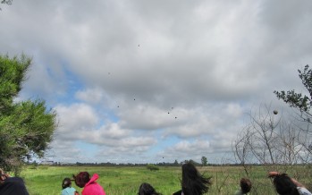 “Bombardeo” de semillas nativas en los humedales
