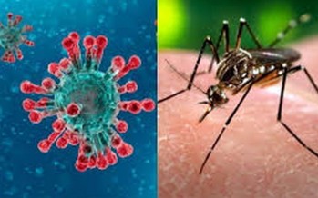 COVID-19 y dengue: diferencias y similitudes