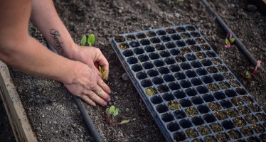 Jornada de siembra y trasplante de plantines en la segunda huerta agroecológica de Escobar