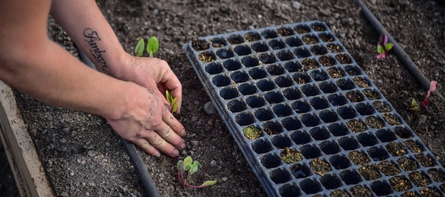 Jornada de siembra y trasplante de plantines en la segunda huerta agroecológica de Escobar