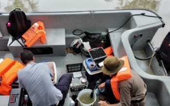 Semáforo sobre las cianobacterias en el Delta