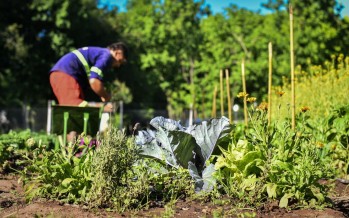 Escobar: la huerta agroecológica Municipal finalizó su quinta cosecha