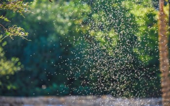 Recomendaciones ante la ola de mosquitos