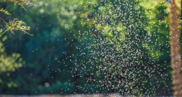Recomendaciones ante la ola de mosquitos