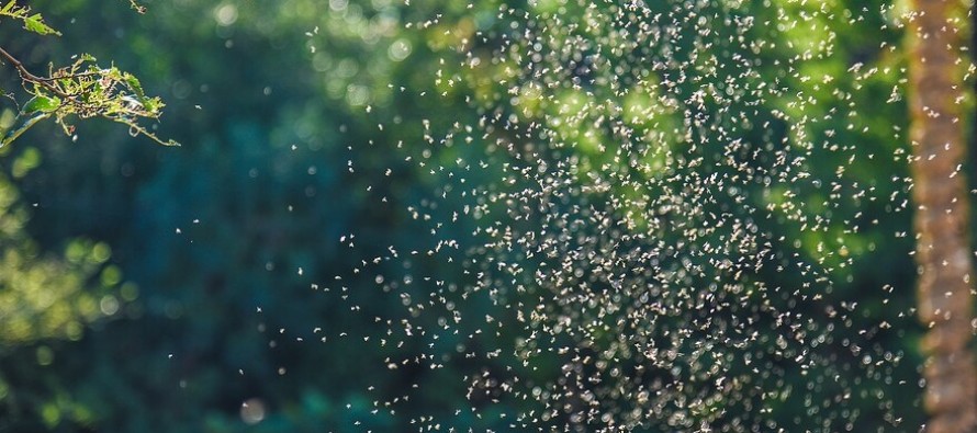 Recomendaciones ante la ola de mosquitos