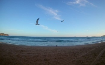 Fin de semana largo: una app permitirá hacer un «conteo» de aves de jardín, balcones y plazas