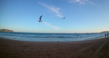 Fin de semana largo: una app permitirá hacer un «conteo» de aves de jardín, balcones y plazas