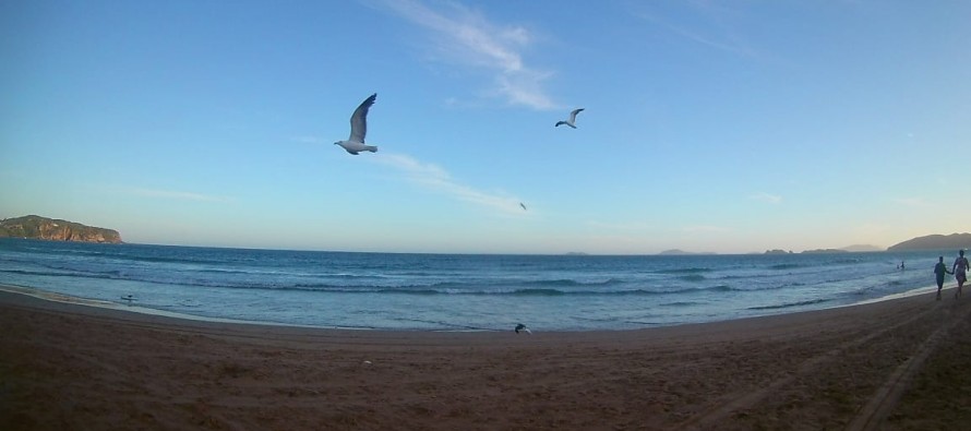 Fin de semana largo: una app permitirá hacer un «conteo» de aves de jardín, balcones y plazas