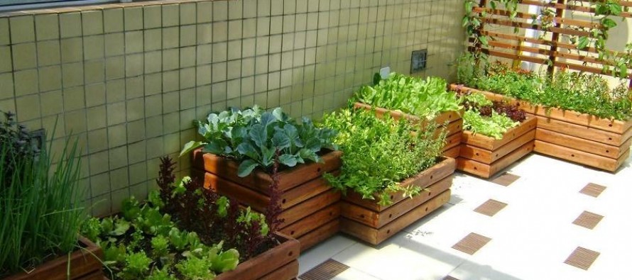 Huerta en casa, una actividad que crece en nuestros municipios