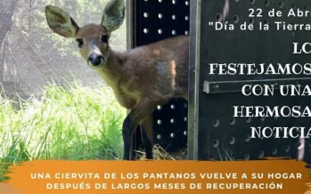 Abierta la votación para elegir el nombre de la ciervita que será devuelta a su hábitat