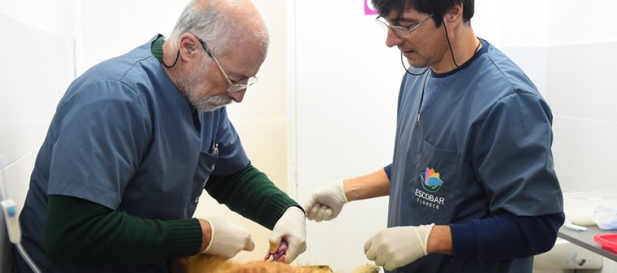 Cristian Pisaco: “Escobar está en una vara alta en cuanto salud animal”
