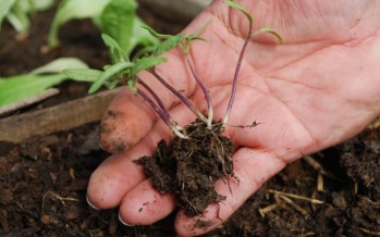 Huerta: consejos para producir en otoño-invierno