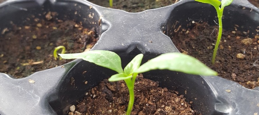 Cómo armar plantines de flores y hortalizas en casa