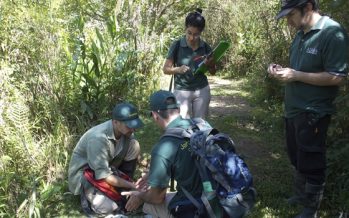 Reforestar con plantas nativas, una iniciativa para repensar la conservación ambiental