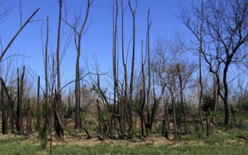 Alertan sobre la «pérdida de fertilidad» en suelos afectados por incendios en humedales