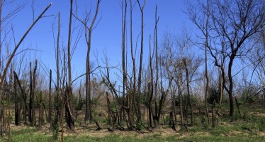 Alertan sobre la «pérdida de fertilidad» en suelos afectados por incendios en humedales
