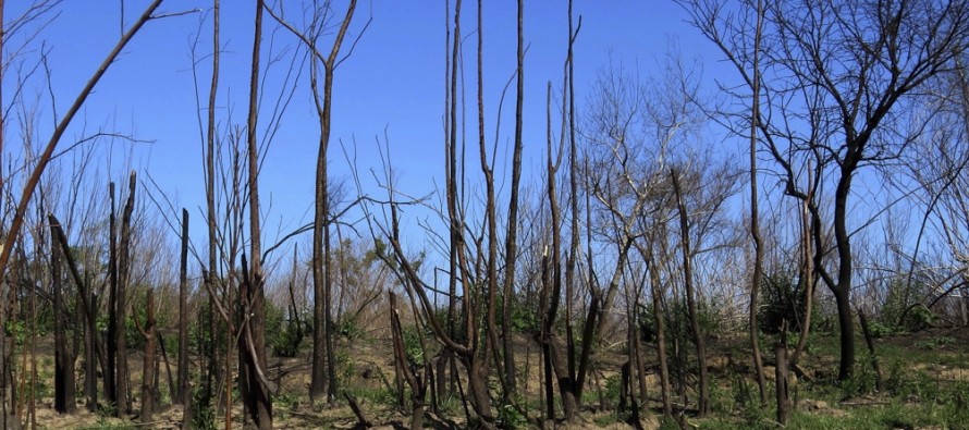 Alertan sobre la «pérdida de fertilidad» en suelos afectados por incendios en humedales