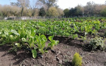 El otoño es el momento para rediseñar y fortalecer la huerta
