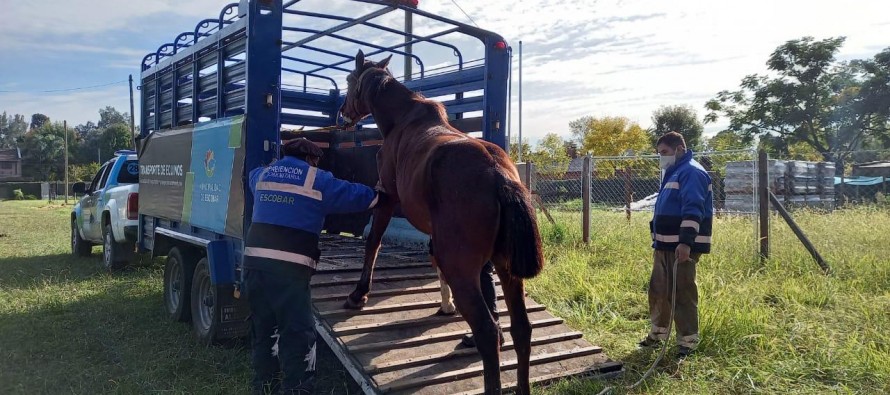 Matheu: fueron rescatados seis caballos sometidos a maltrato