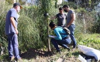 Jornada de plantación de arboles nativos en Rincón de Milberg