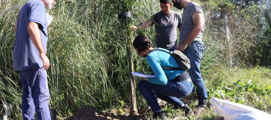 Jornada de plantación de arboles nativos en Rincón de Milberg