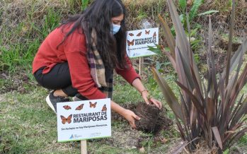 San Fernando fomenta la reproducción de las mariposas monarcas