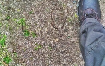 Primer avistaje de un Ciervo de los Pantanos en la Reserva Natural Isla Martín García
