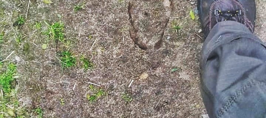 Primer avistaje de un Ciervo de los Pantanos en la Reserva Natural Isla Martín García
