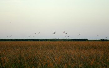 El ministerio de Ambiente presentó el Informe del Estado del Ambiente 2022