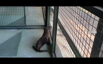 Tigre: rescataron a un lobo marino que estaba varado en un zanjón