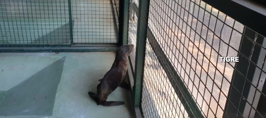 Tigre: rescataron a un lobo marino que estaba varado en un zanjón
