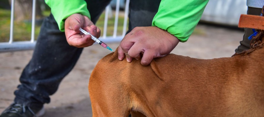 Zoonosis Escobar vacunó contra la rabia a más de 2 mil mascotas en junio