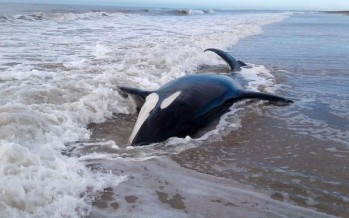 Se creó la Red Federal de Asistencia a Varamientos de Fauna Marina