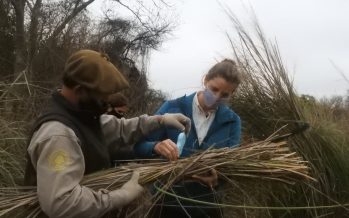 Continúa el relevamiento de biomasa en el Delta del Paraná