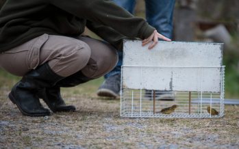 Continúan liberando aves autóctonas que fueron rescatadas