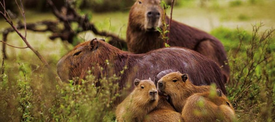 National Geographic defendió a los carpinchos de Nordelta