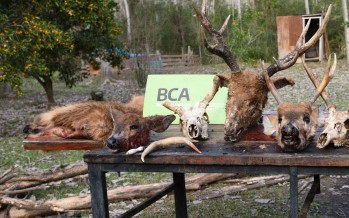 Ambiente decomisó restos y carne de ciervo de los pantanos en operativos en el Delta